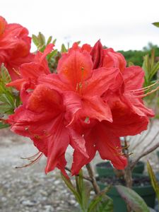 Azalea Raspberry Ade